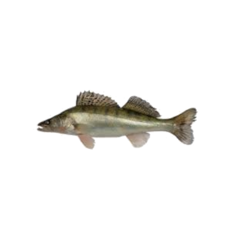 Судак не патраний, 1 кг